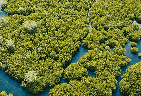 Eco Friendly Estate Agents
